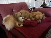 Puppy 1, a male Pomchi for sale in Aloha, OR – Photo 2 of 2