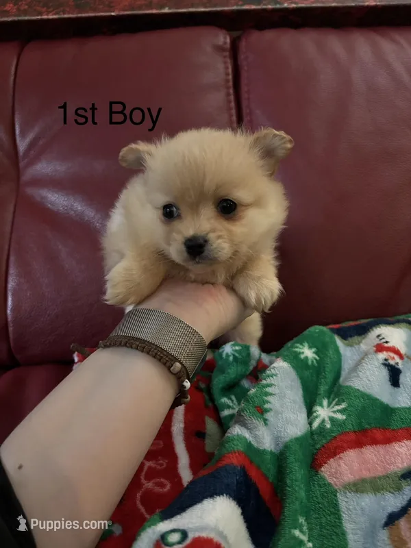 Puppy 1 – Pomchi puppy for sale in Aloha, OR