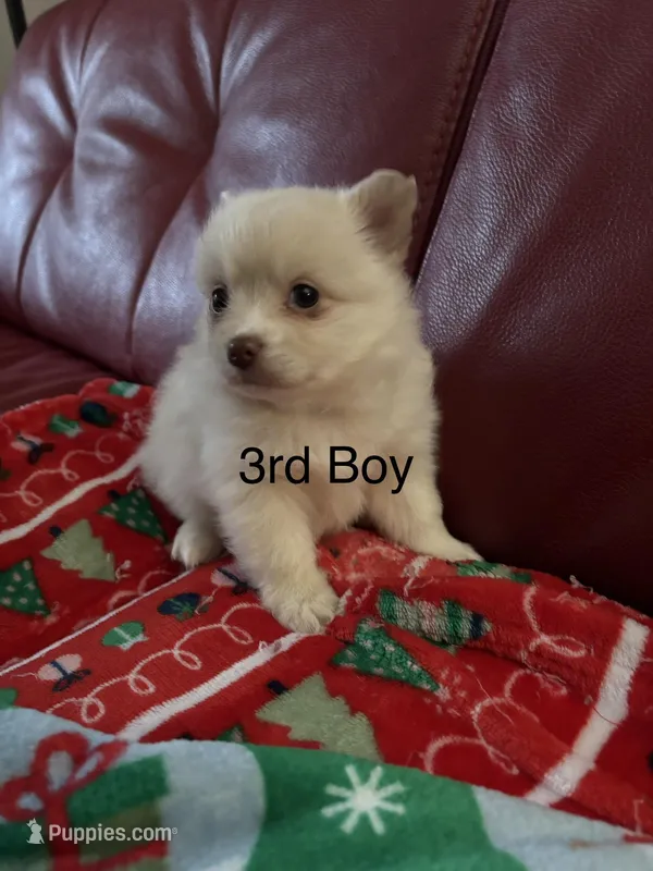 Puppy 3 – Pomchi puppy for sale in Aloha, OR