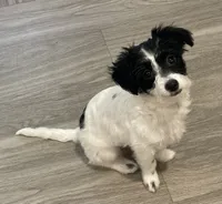 Mochi, a female Shihpoo for sale in Dupont, WA – 1 of 4
