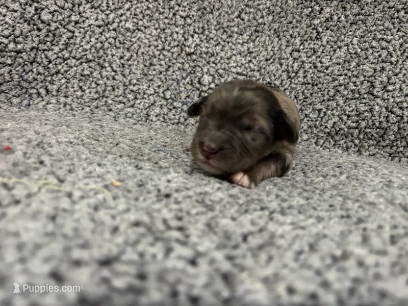 Gus – Bernedoodle puppy for sale in Holden, MO