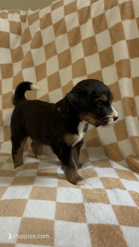 Danny – Bernedoodle puppy for sale in Holden, MO