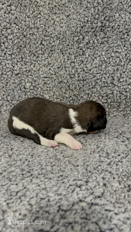 Felicity – Bernedoodle puppy for sale in Holden, MO