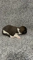 Felicity, a female Bernedoodle for sale in Holden, MO – 1 of 6
