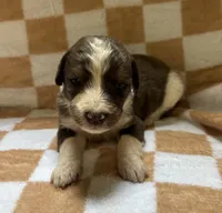 Jasper, a male Bernedoodle for sale in Holden, MO – 2 of 3