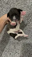 Felicity, a female Bernedoodle for sale in Holden, MO – 2 of 6