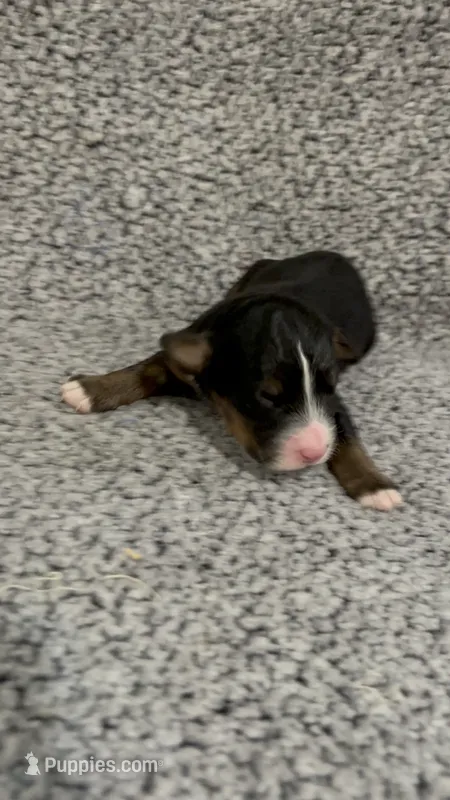 Danny – Bernedoodle puppy for sale in Holden, MO
