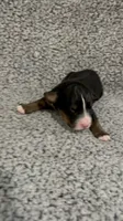 Danny, a male Bernedoodle for sale in Holden, MO – 1 of 3