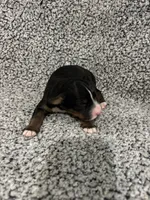 Danny, a male Bernedoodle for sale in Holden, MO – 2 of 3