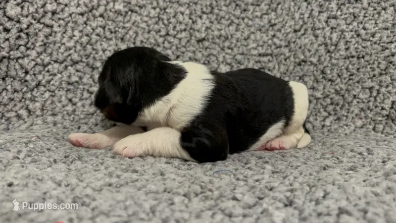 Felix – Bernedoodle puppy for sale in Holden, MO