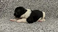 Felix, a male Bernedoodle for sale in Holden, MO – 1 of 3