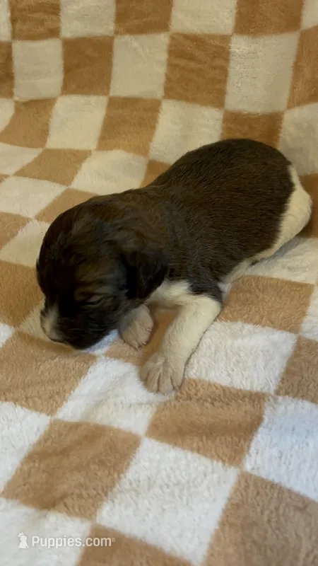 Felicity – Bernedoodle puppy for sale in Holden, MO