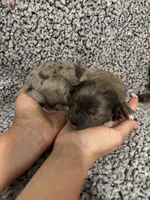 Gus, a male Bernedoodle for sale in Holden, MO – 3 of 6