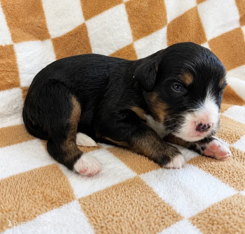 Danny – Bernedoodle puppy for sale in Holden, MO