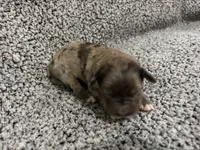Gus, a male Bernedoodle for sale in Holden, MO – 4 of 6