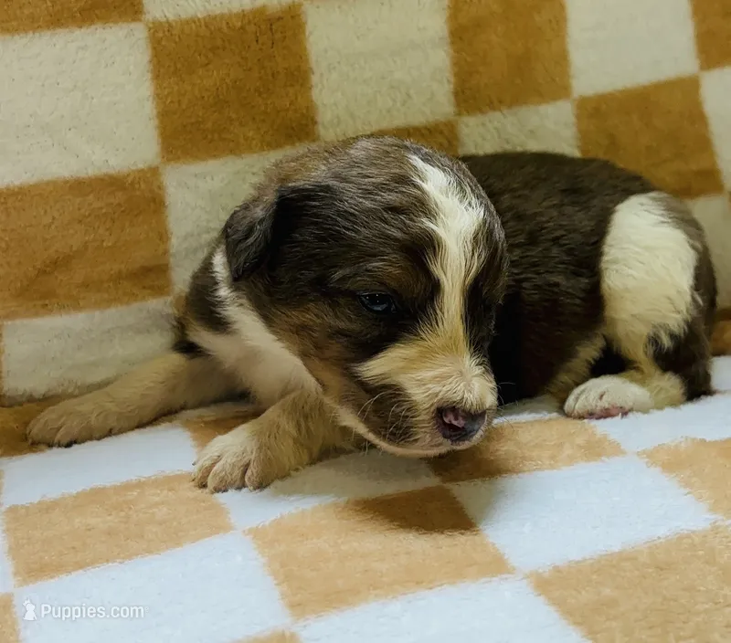 Jasper – Bernedoodle puppy for sale in Holden, MO