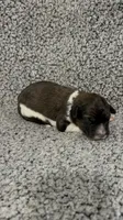 Felicity, a female Bernedoodle for sale in Holden, MO – 5 of 6