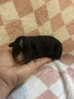 Elizabeth, a female Bernedoodle for sale in Holden, MO – 2 of 4