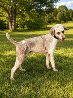 AKC- Liberty- Breeder Stud, a male Poodle - Standard  for sale in Holden, MO – 2 of 2