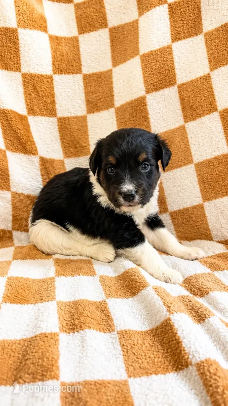 Felix – Bernedoodle puppy for sale in Holden, MO