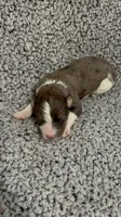 Jasper, a male Bernedoodle for sale in Holden, MO – 2 of 3