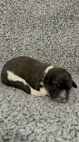 Felicity, a female Bernedoodle for sale in Holden, MO – 4 of 6