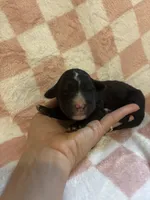 Elizabeth, a female Bernedoodle for sale in Holden, MO – 1 of 4