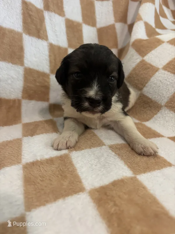 Felicity – Bernedoodle puppy for sale in Holden, MO