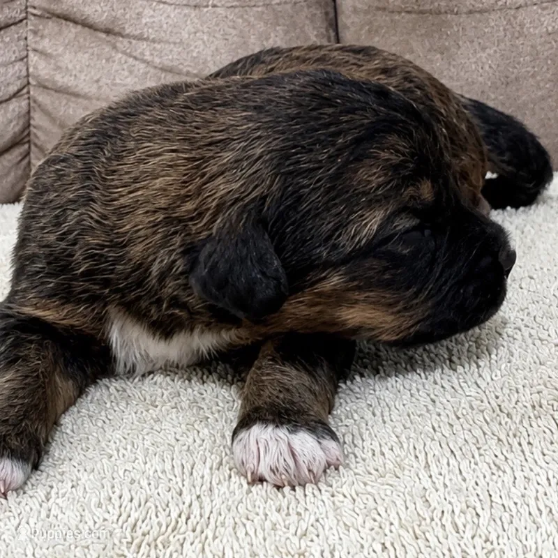 King – Bernedoodle puppy for sale in Holden, MO