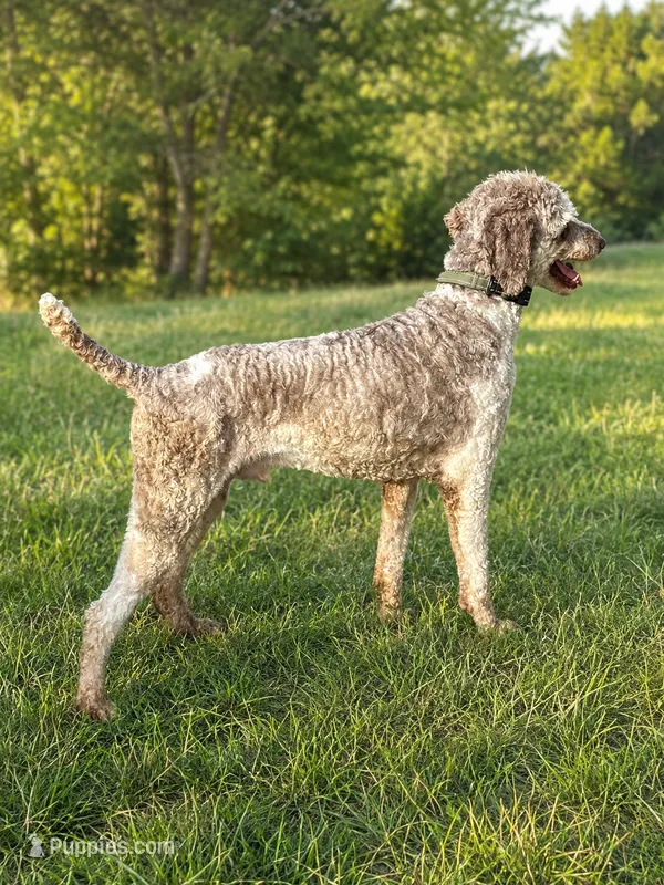 AKC- Liberty- Breeder Stud – Poodle - Standard  puppy for sale in Holden, MO