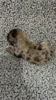 Gus, a male Bernedoodle for sale in Holden, MO – 6 of 6