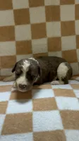 Jasper, a male Bernedoodle for sale in Holden, MO – 3 of 3