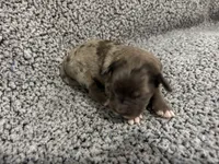 Gus, a male Bernedoodle for sale in Holden, MO – 2 of 6