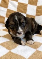 Avonlea , a female Bernedoodle for sale in Holden, MO – 1 of 1