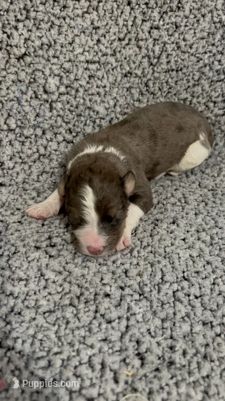 Jasper – Bernedoodle puppy for sale in Holden, MO