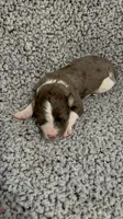 Jasper, a male Bernedoodle for sale in Holden, MO – 1 of 3