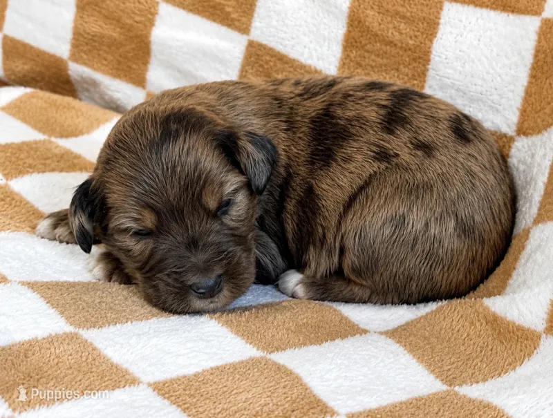 Gus – Bernedoodle puppy for sale in Holden, MO