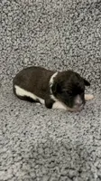 Felicity, a female Bernedoodle for sale in Holden, MO – 3 of 6