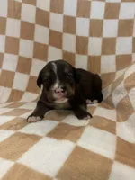 Gilbert, a male Bernedoodle for sale in Holden, MO – 2 of 3