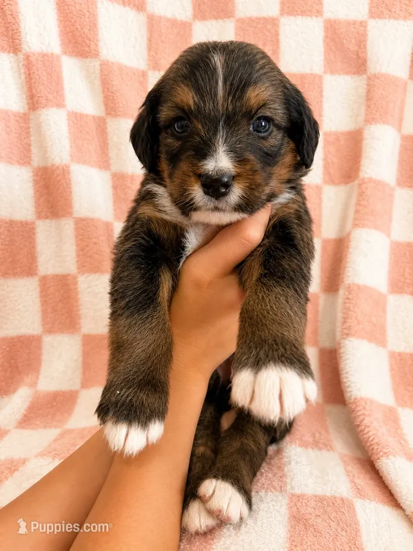 Avonlea  – Bernedoodle puppy for sale in Holden, MO