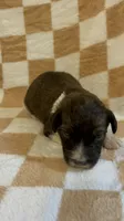 Felicity, a female Bernedoodle for sale in Holden, MO – 2 of 2
