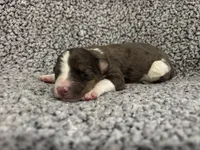 Jasper, a male Bernedoodle for sale in Holden, MO – 3 of 3