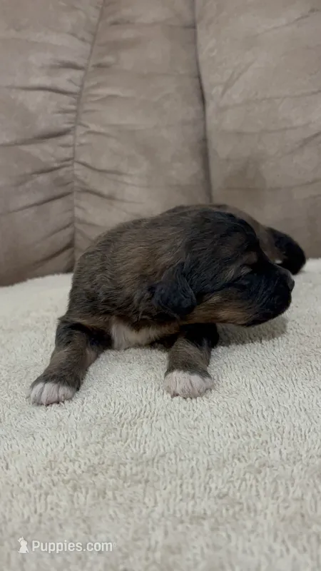 King – Bernedoodle puppy for sale in Holden, MO