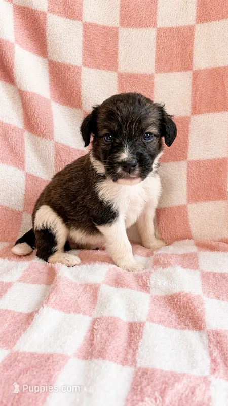 Felicity – Bernedoodle puppy for sale in Holden, MO