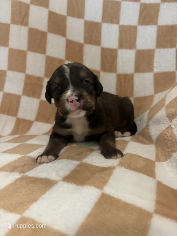 Gilbert – Bernedoodle puppy for sale in Holden, MO