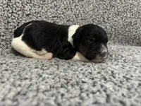Felix, a male Bernedoodle for sale in Holden, MO – 2 of 3