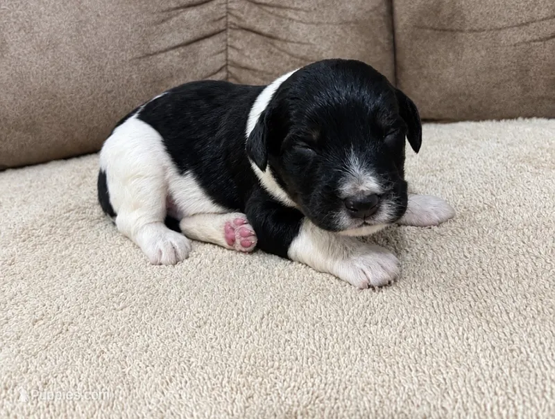 Felix – Bernedoodle puppy for sale in Holden, MO