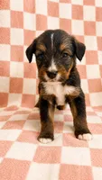 Avonlea , a female Bernedoodle for sale in Holden, MO – 2 of 3