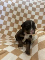 Gilbert, a male Bernedoodle for sale in Holden, MO – 3 of 3