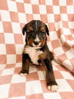 Avonlea , a female Bernedoodle for sale in Holden, MO – 3 of 3